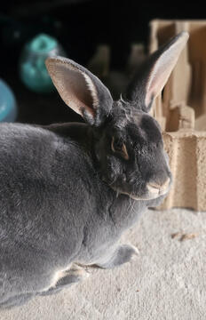 princess juniper bunbuns