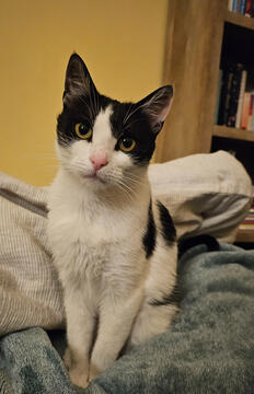 dottie